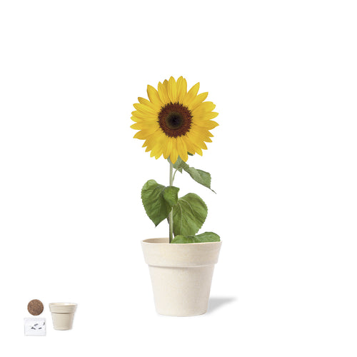 Pot with sunflower seeds - Tumil Personalised