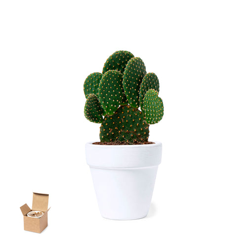 Pot with cactus seeds - Konte Personalised