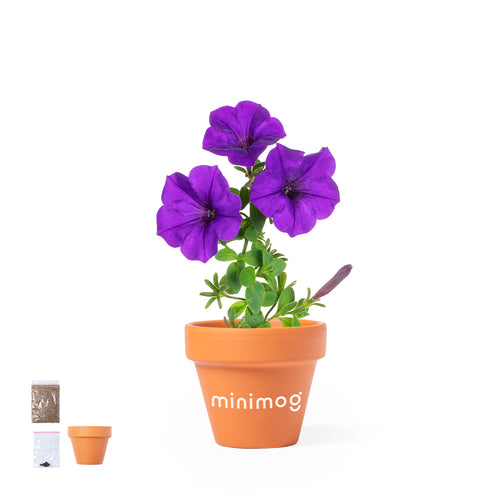 Pot with petunia flowers - Soltax Personalised