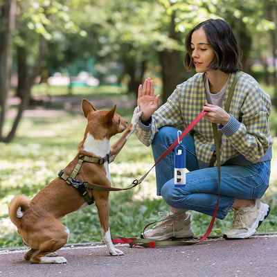 Pet Accessories